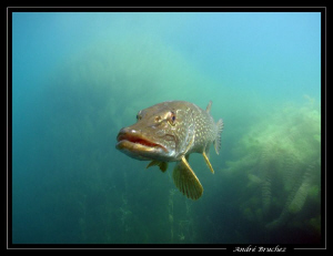 brochet denos lacs by André Bruchez 